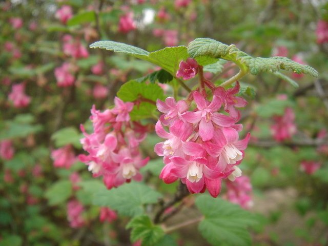 Ribes sanguineum 'Pulborough Scarlet' P6